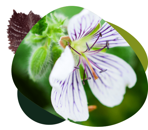 tuinonderhoud-dagdeel
